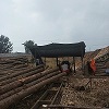 专业生产木电杆，油木杆防腐油木杆7米/11cm单价180元