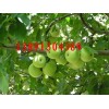 陕西早熟青苹果价格，藤木苹果，陈阳苹果，金世纪苹果种植价格