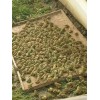 我厂专业生产青蛙养殖围网40目30目特厚食台网尼龙防鸟网