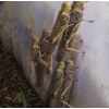 年前促销蚂蚱养殖网25目特厚蝗虫网棚加厚丝网工厂直供