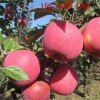 现挖现卖易成活维纳斯黄金苹果苗、2公分3公分4公分国光苹果苗