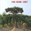 1米造型黑松2米造型黑松 3米3.5米景松、4米5米造型油松